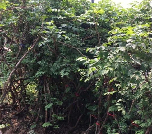 1631607954116666.jpg image.jpg