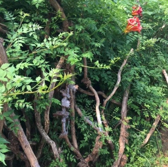 1631607963671925.jpg image.jpg