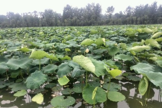 1631608838219126.jpg image.jpg