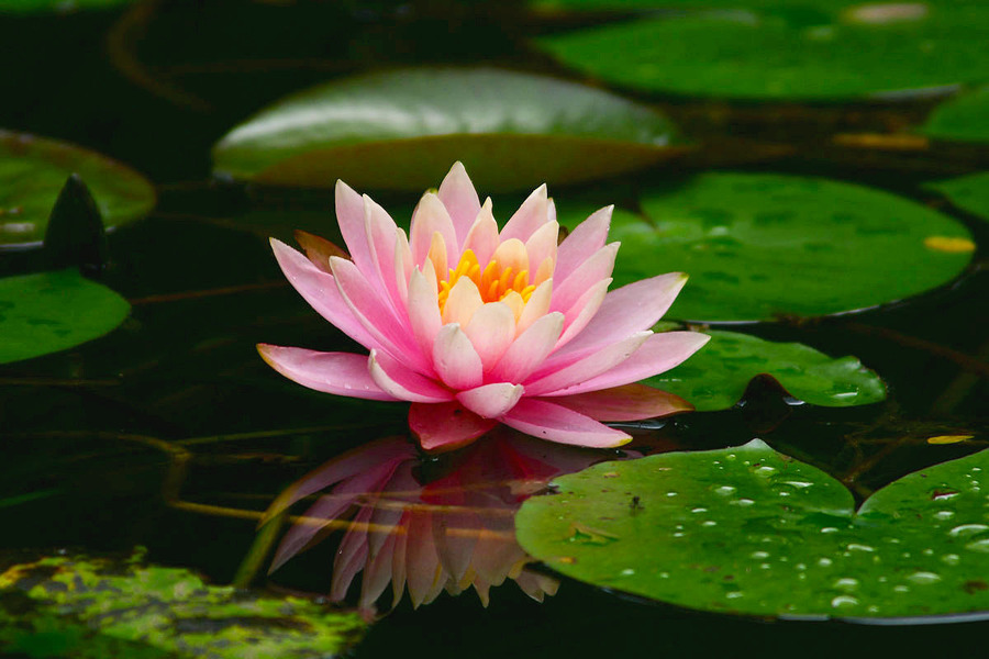 1631666875426613.jpg 1631666875426613.jpg