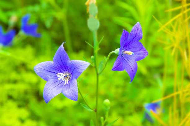 1631669490771336.jpg d8adf693d27527c61a374b9987914461_t01fc5251b24c8f6ae8.jpg