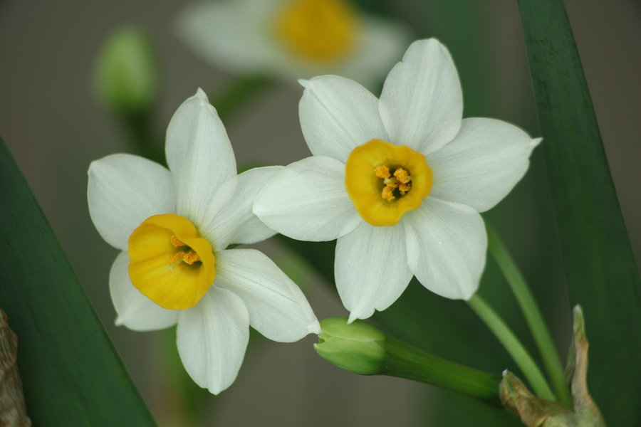 水仙花球的種植時間 水仙花球的種植時間