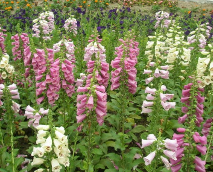 1631751242507275.jpg 1631751242507275.jpg