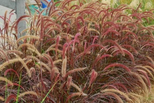 紫葉狼尾草 紫葉狼尾草