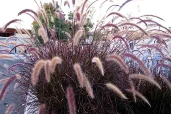 紫葉狼尾草 紫葉狼尾草