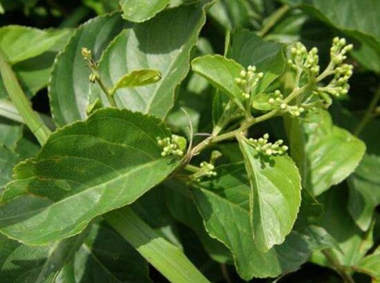 1631784955405845.jpg 1631784955405845.jpg