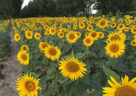 1631787580401976.jpg image.jpg