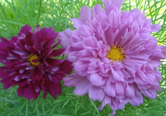 1631787998406594.jpg 1631787998406594.jpg