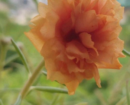 1631788755112262.jpg image.jpg