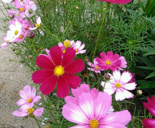 1631788842436178.jpg image.jpg