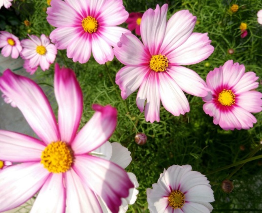 1631788877835336.jpg image.jpg