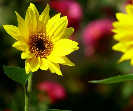 1631789398635778.jpg image.jpg