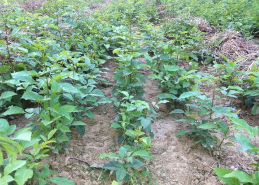 1631789920120795.jpg image.jpg