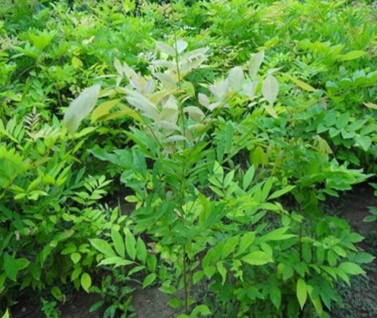 1631789929898635.jpg image.jpg