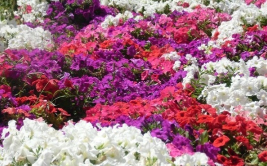 1631797626785729.jpg image.jpg