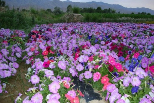 1631797637347548.jpg image.jpg