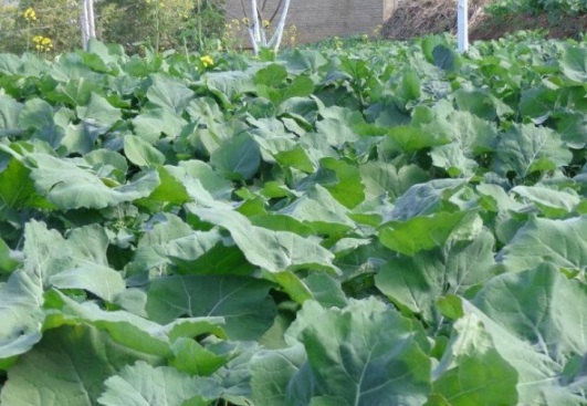 1631798770875982.jpg image.jpg