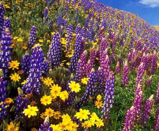 1631799149123857.jpg image.jpg