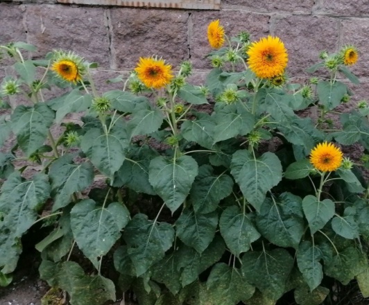 1631799932925686.jpg image.jpg