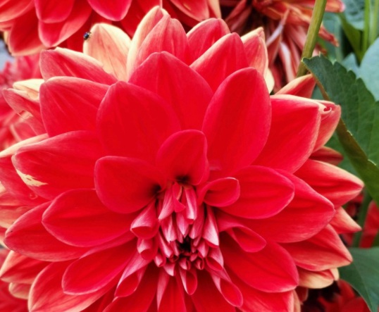 1631800069342648.jpg image.jpg