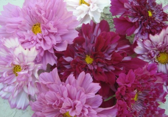 1631800205330024.jpg image.jpg