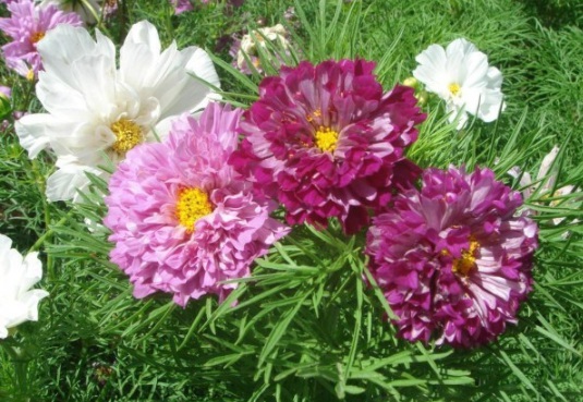 1631800215131121.jpg image.jpg