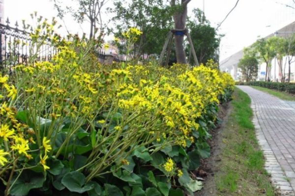 大吳風(fēng)草 大吳風(fēng)草