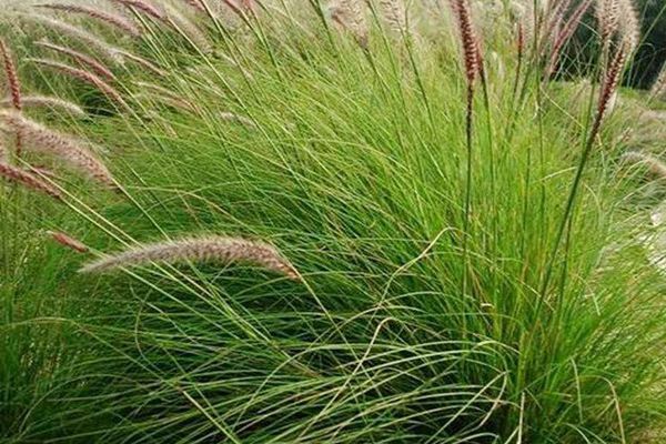 雜交狼尾草 雜交狼尾草