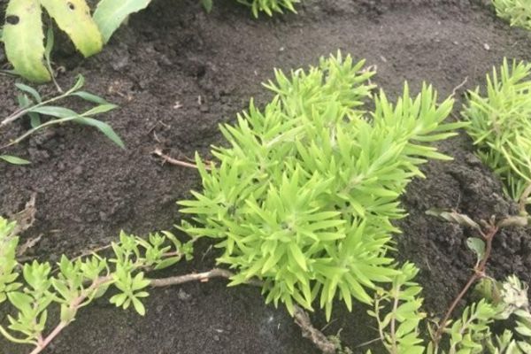 托盤(pán)佛甲草