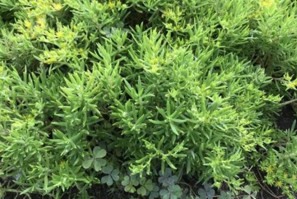 托盤(pán)佛甲草