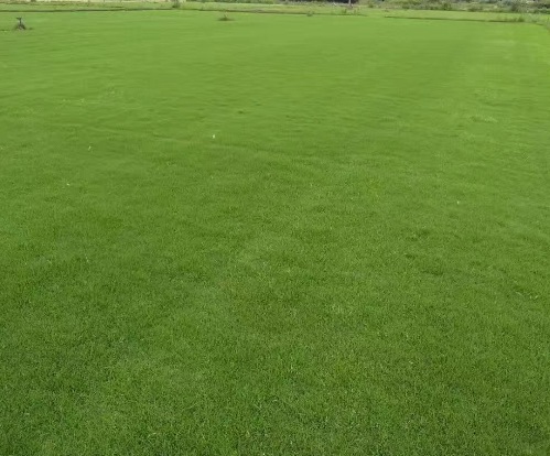 1631845444827001.jpg image.jpg