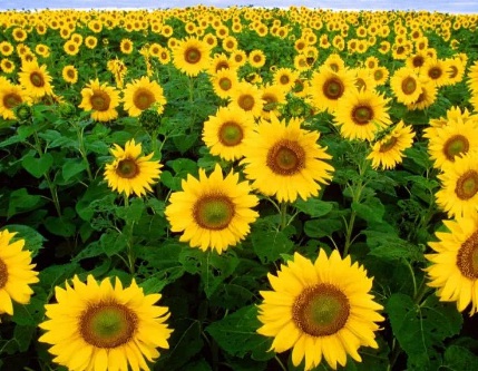 1631846439348081.jpg 1631846439348081.jpg