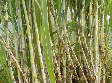 1631847015638666.jpg 1631847015638666.jpg