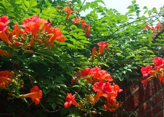 1631854102153360.jpg image.jpg