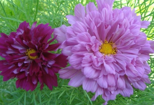 1631854217223261.jpg image.jpg