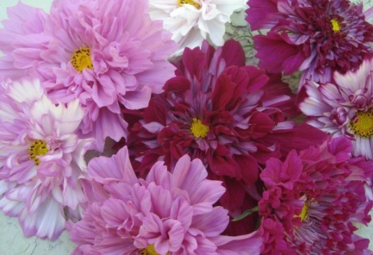 1631854225879526.jpg image.jpg