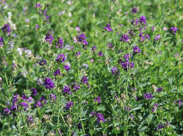 1631859581418031.jpg image.jpg