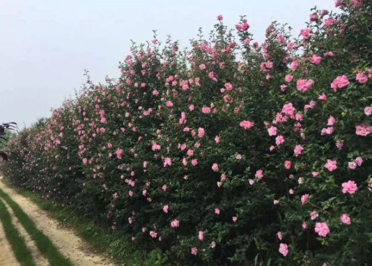 1631867435347974.jpg image.jpg