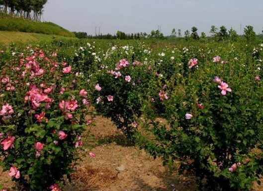 1631867443582873.jpg image.jpg