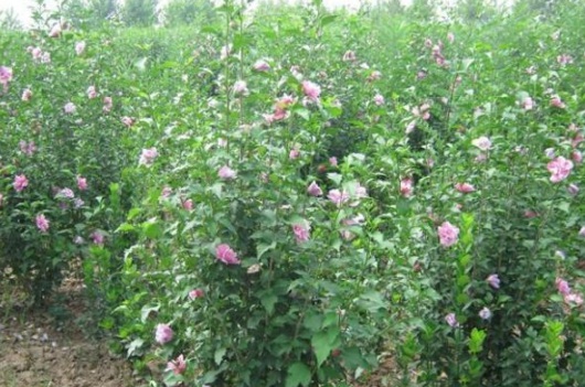 1631867451632714.jpg image.jpg