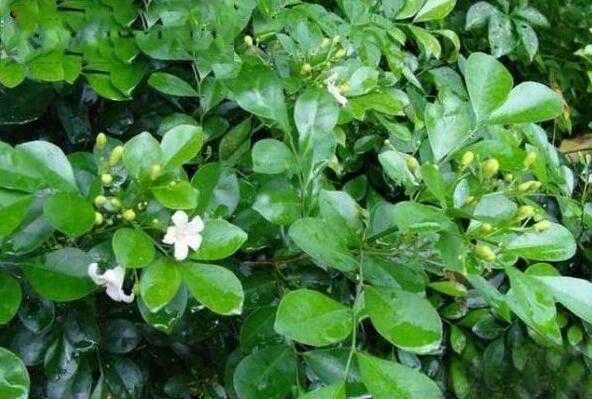 1631959167400057.jpg 1631959167400057.jpg