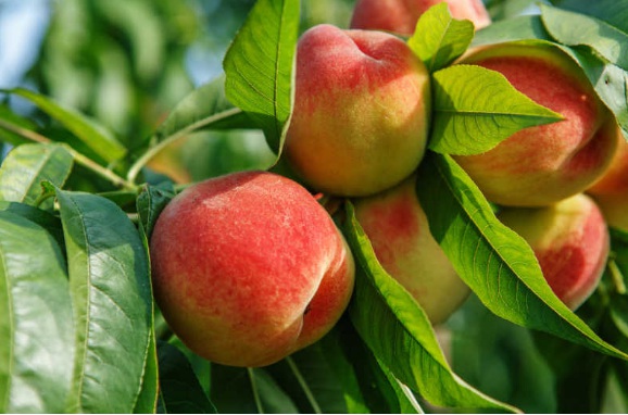 1632265050778494.jpg image.jpg