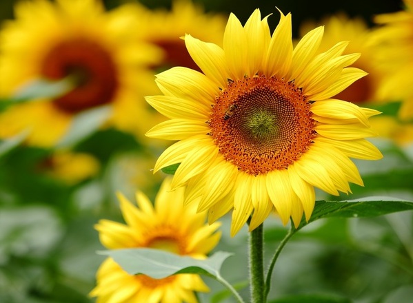 1632271944720333.jpg image.jpg