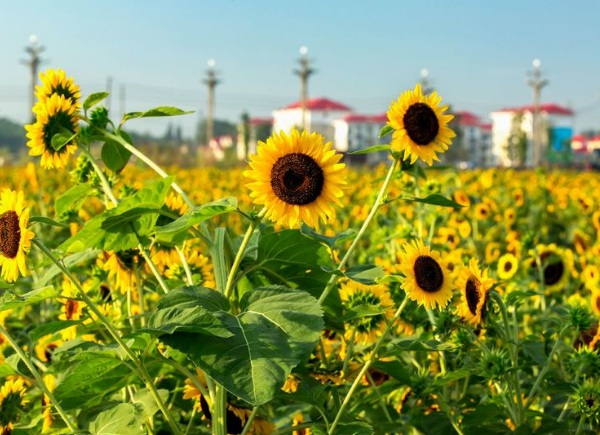 1632273066253521.jpg image.jpg