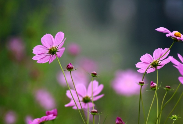 1632273228907756.jpg image.jpg