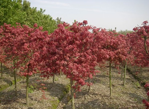 1632275371417485.jpg 1632275371417485.jpg