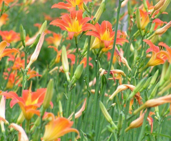 1632286659633027.jpg image.jpg