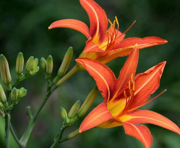 1632286684583131.jpg image.jpg