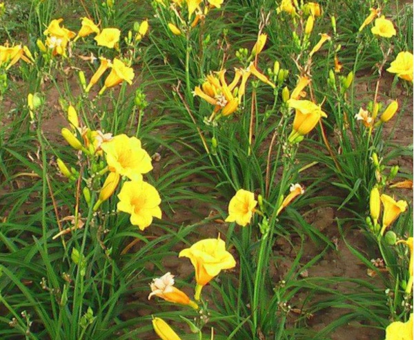 1632286707452281.jpg image.jpg