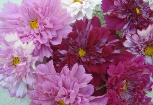 1632286917369842.jpg image.jpg